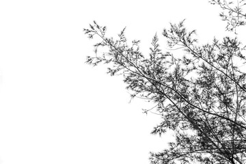Fototapeta na wymiar The branch pine tree in black and white color is isolated on white background with a clipping path 