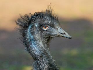 Portrait of an emu (Dromaius novaehollandiae), the second-largest living bird after the ostrich. It...