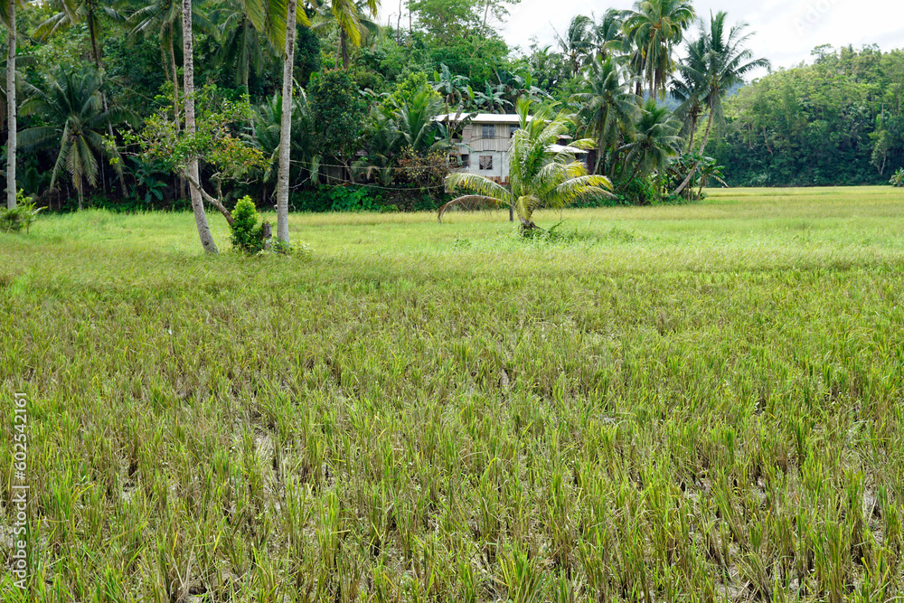 Wall mural rice fields on bohol islnd at the philippines