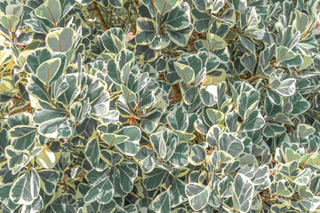 Beautiful heart shape green leaves background of Mistletoe Fig or Mistletoe Rubber Plant (Ficus Deltoidea) are growing in the bushes 