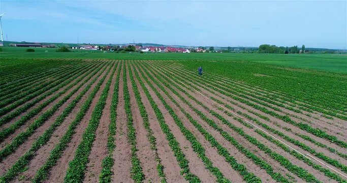 Plantation growing strawberries. Industrial cultivation of strawberries. A field where strawberries are grown aerial view