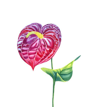 watercolor anthurium flower, red, green, white background clip art preview