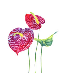 Magenta anthurium flower with leaf watercolor illustration. Hand drawn botanical illustration of tropical flower. Realistic image of an exotic plant for postcards and design. - obrazy, fototapety, plakaty
