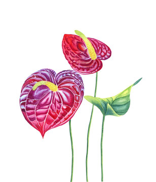 watercolor anthurium flowers, red and purple clip art preview