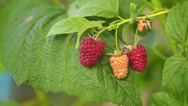 Ripe raspberries on the bushes in the garden. Growing raspberry bushes on the farm or in the garden outside. Healthy food. Eco.