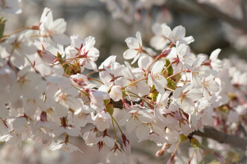 Big white japanese cherry Sakura blossoms on blurry background