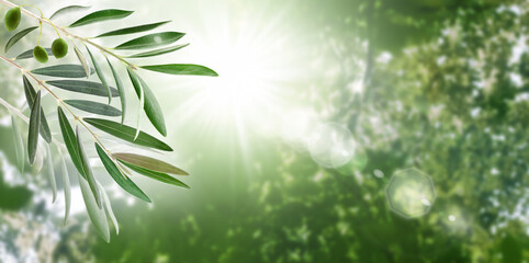 Nature background. With the natural beauty of green olive leaves and a sun-kissed sky, the nature background embodies the essence of serenity and harmony.