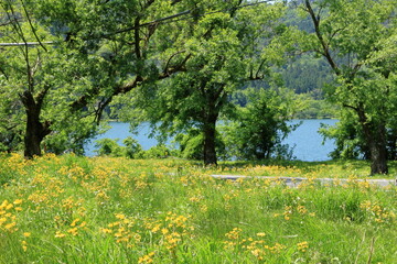 余呉湖畔に咲く花と湖