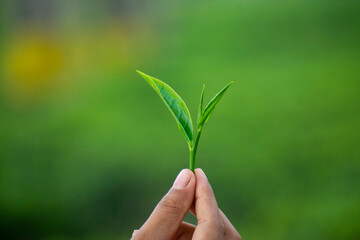  Woman holding a tea leaf an a tea estate