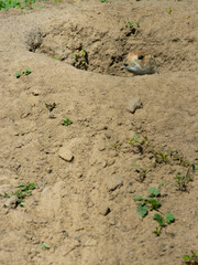  beautiful prairie dog sitting in a hole