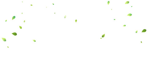 Leaves Green Falling Flying Foliage Leaf Tea Mint
