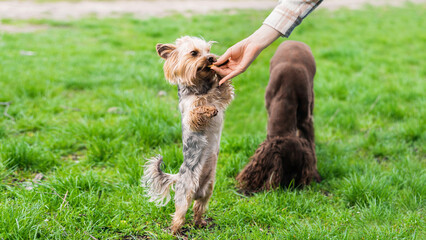 Close view of the owner feeding Yorkshire terrier © frimufilms