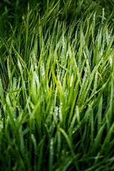 Fototapeta premium Close view of grass with dew drops