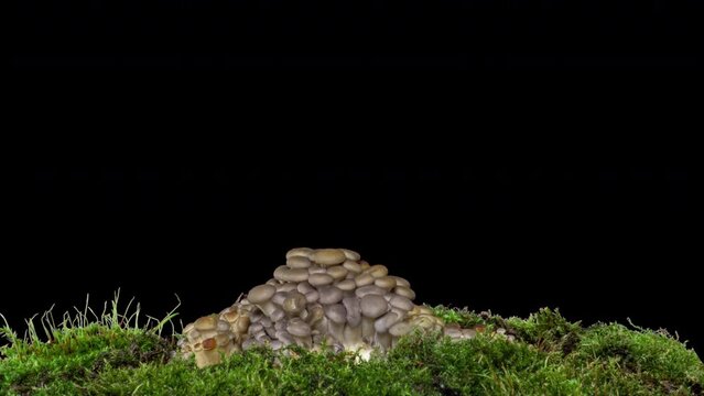 Sprouting Oyster Mushroom Time Lapse fall. Fungus shirataki on isolated black background autumn accelerated time-lapse