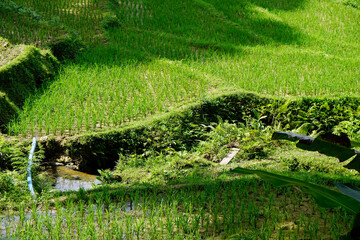 rice fields on bohol islnd at the philippines
