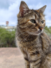 Portrait of a street kitten. Gray kitten sitting on the sidewalk, close-up.