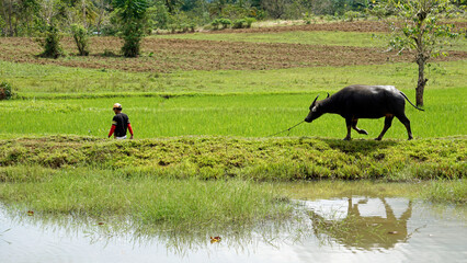 rice fields on bohol islnd at the philippines
