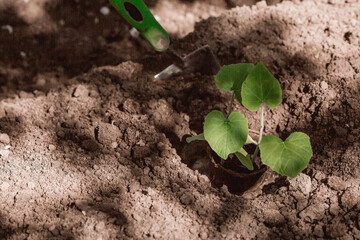 Soil with a young plant. Planting seedlings in the ground. There is a shovel next to it. The concept of agriculture and harvesting. Close-up.