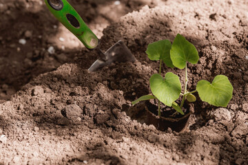 Soil with a young plant. Planting seedlings in the ground. There is a shovel next to it. The concept of agriculture and harvesting. Close-up.