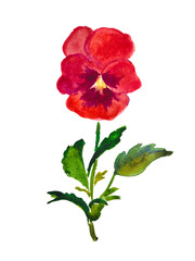 Pansy, flower illustration, red pansies , vinous , burgundy color  , bloom, blossom, watercolor illustration