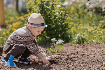 A cute boy in a hat is planting seedlings in a summer garden, outdoors. The concept of gardening and teaching a child to work.