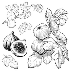 Fig fruits, leaves and branches. Sketch style drawings set isolated on white background. EPS10 vector illustration.