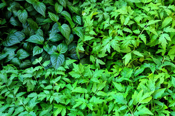 Green dense vegetation of herbs and leaves, micro greenery large crop
