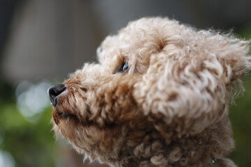 A sleepy dog in the park.