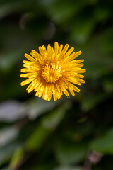 yellow flower