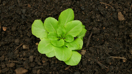 Lettuce seedlings leaves vegetable butterhead bio green Lactuca sativa capitata young planting green detail greenhouse foil field crop farm farming garden salad growing organic curly close-up Europe