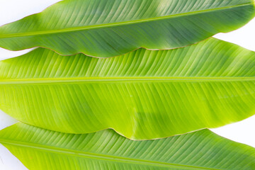 Fresh banana leaves on white background.