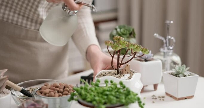 Woman spraying watering potted Aeonium Green Tea Succulent in a white ceramic pot
