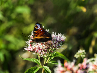 butterfly urticaria on a pink flower against a green blurred meadow. Natural background. Green background. copy space