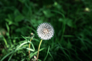 Close-up on fluffy dandelion head after bloosom growing in fresh, high grass, lightened by sun. Spring is a hard time for allergy sufferers.