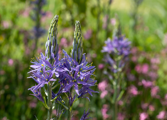 Spikey blue Camassia Leichtlinii flowers photographed in springtime growing in the grass at RHS...