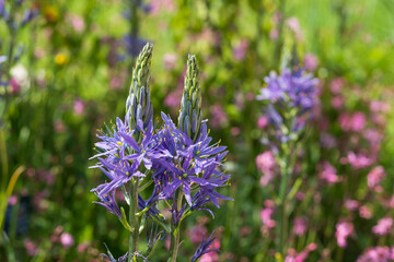 Spikey blue Camassia Leichtlinii flowers photographed in springtime growing in the grass at RHS Wisley garden, near Woking in Surrey UK.
