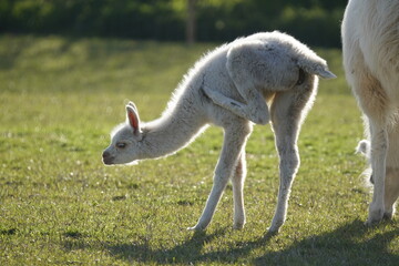 Lama Foal Baby  © Julia