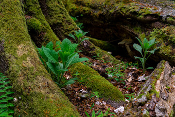roots in moss