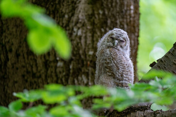 younger owl