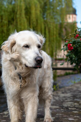 golden retriever portrait
