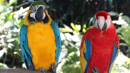 Couple of cute and colorful feather parrot happily hanging out 