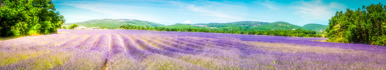 Lavender field at summer