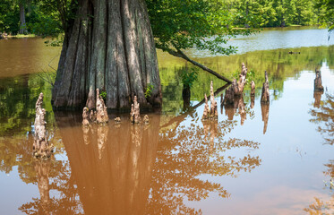 Swamp at Leroy Percy State Park in Mississippi
