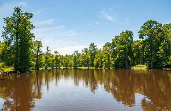 Swamp at Leroy Percy State Park in Mississippi