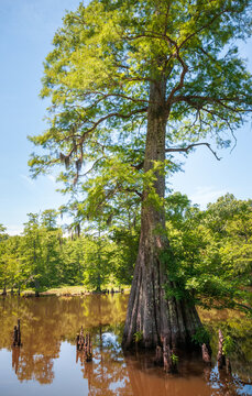 Swamp at Leroy Percy State Park in Mississippi