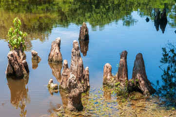 Cypress knees at Leroy Percy State Park in Mississippi