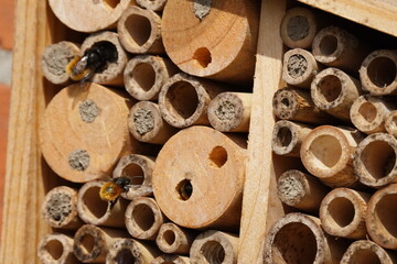 Osmia bicornis red mason bee insect hotel
