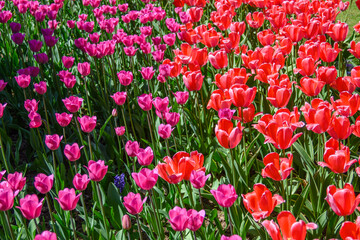red tulips in the park in the flowerbed, tulips as a background and as a postcard 7
