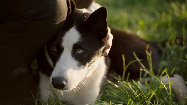 black and white young husky resting in the park with the owner. female hand stroking the muzzle. Domestic animal and pet concept. Slow motion