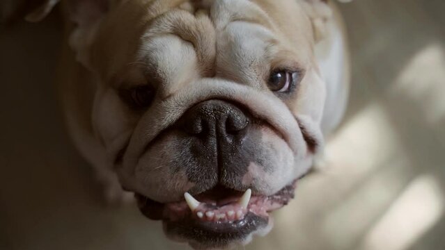Portrait of an English bulldog in the rays of light in the dark close-up. Cute Bulldog looks at the camera. Domestic animal and pet concept 4 K
